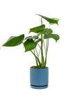 Small Gemstone Potted Monstera Deliciosa - Green Fresh Florals + Plants