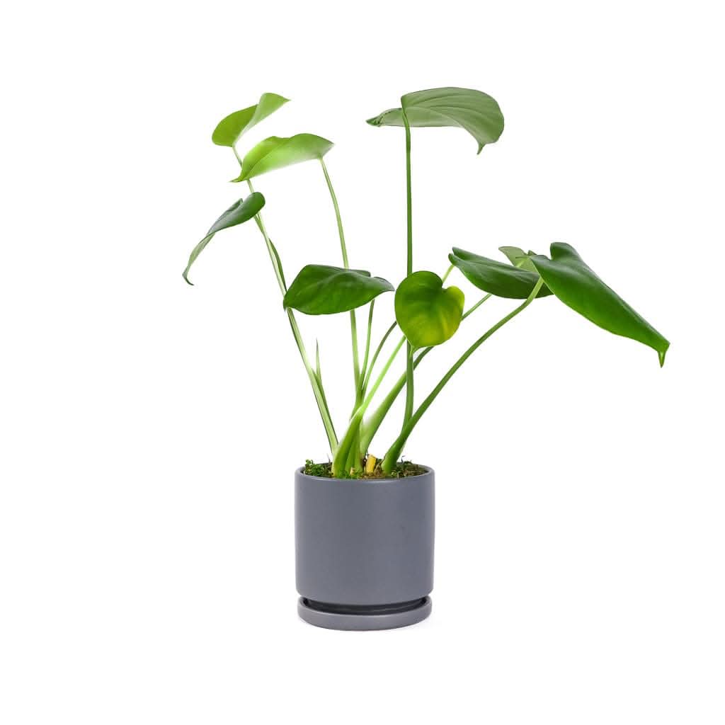 Small Gemstone Potted Monstera Deliciosa - Green Fresh Florals + Plants