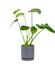 Small Gemstone Potted Monstera Deliciosa - Green Fresh Florals + Plants