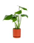 Small Gemstone Potted Monstera Deliciosa - Green Fresh Florals + Plants