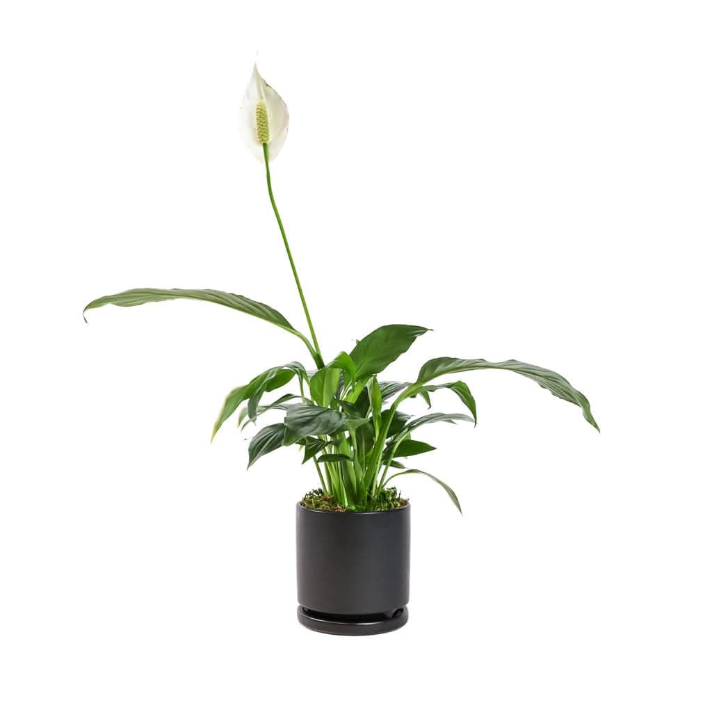 Small Gemstone Potted Peace Lily - Green Fresh Florals + Plants