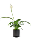 Small Gemstone Potted Peace Lily - Green Fresh Florals + Plants