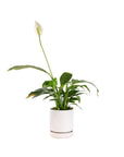 Small Gemstone Potted Peace Lily - Green Fresh Florals + Plants