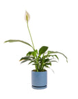 Small Gemstone Potted Peace Lily - Green Fresh Florals + Plants