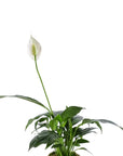Small Gemstone Potted Peace Lily - Green Fresh Florals + Plants