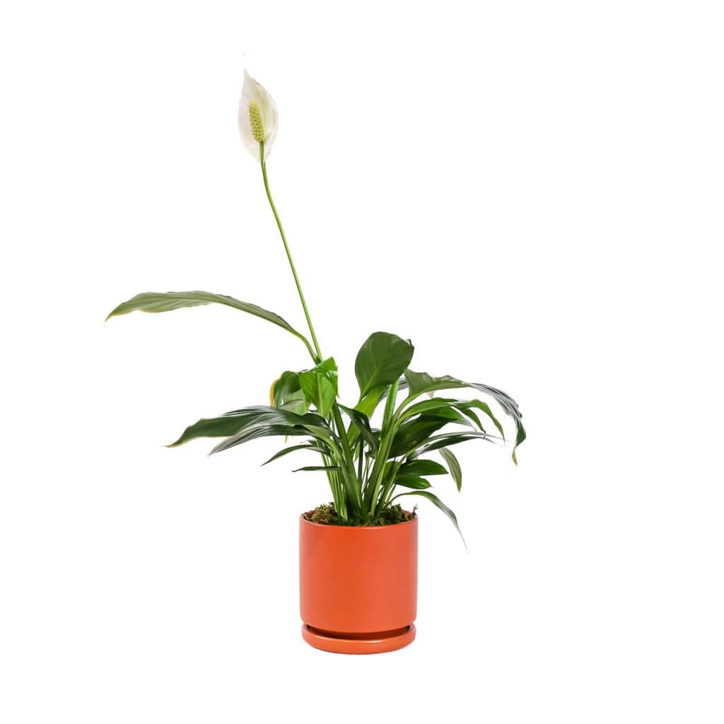 Small Gemstone Potted Peace Lily - Green Fresh Florals + Plants