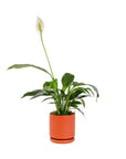 Small Gemstone Potted Peace Lily - Green Fresh Florals + Plants