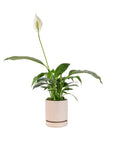 Small Gemstone Potted Peace Lily - Green Fresh Florals + Plants