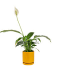 Small Gemstone Potted Peace Lily - Green Fresh Florals + Plants