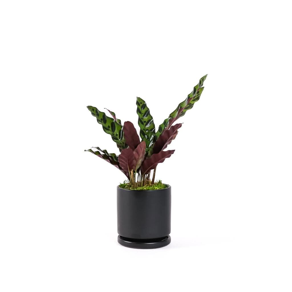 Small Gemstone Potted Rattlesnake Calathea - Green Fresh Florals + Plants