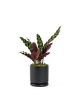 Small Gemstone Potted Rattlesnake Calathea - Green Fresh Florals + Plants