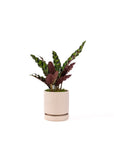Small Gemstone Potted Rattlesnake Calathea - Green Fresh Florals + Plants