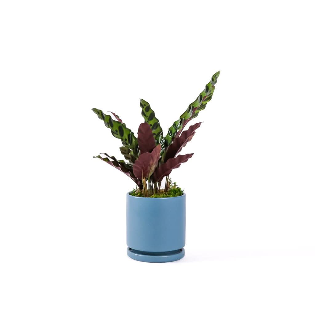 Small Gemstone Potted Rattlesnake Calathea - Green Fresh Florals + Plants