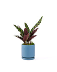 Small Gemstone Potted Rattlesnake Calathea - Green Fresh Florals + Plants