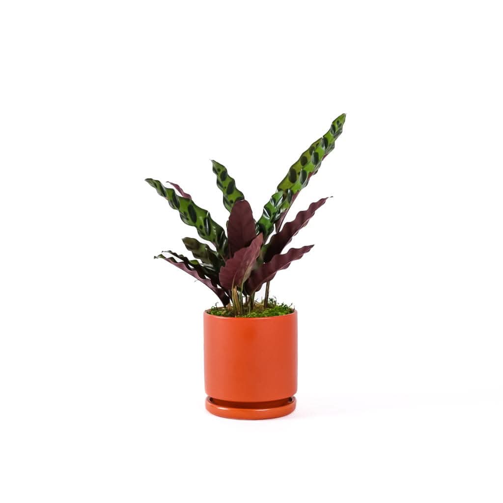 Small Gemstone Potted Rattlesnake Calathea - Green Fresh Florals + Plants