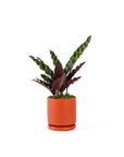 Small Gemstone Potted Rattlesnake Calathea - Green Fresh Florals + Plants