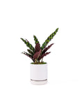 Small Gemstone Potted Rattlesnake Calathea - Green Fresh Florals + Plants