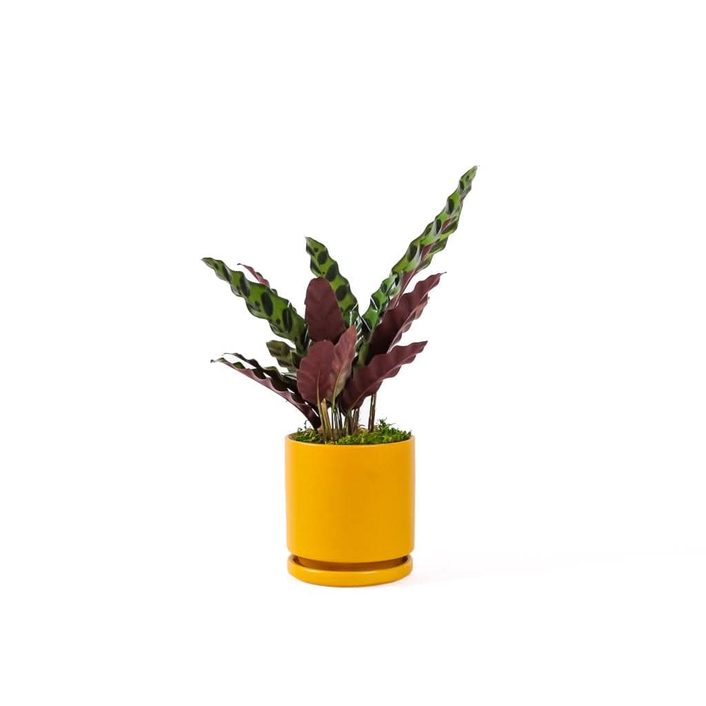 Small Gemstone Potted Rattlesnake Calathea - Green Fresh Florals + Plants