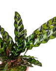 Small Gemstone Potted Rattlesnake Calathea - Green Fresh Florals + Plants