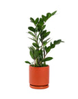 Small Gemstone Potted ZZ Plant - Green Fresh Florals + Plants