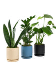 Small Gemstone Potted ZZ Plant - Green Fresh Florals + Plants