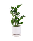 Small Gemstone Potted ZZ Plant - Green Fresh Florals + Plants