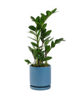 Small Gemstone Potted ZZ Plant - Green Fresh Florals + Plants