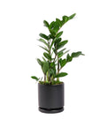 Small Gemstone Potted ZZ Plant - Green Fresh Florals + Plants