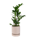 Small Gemstone Potted ZZ Plant - Green Fresh Florals + Plants