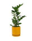 Small Gemstone Potted ZZ Plant - Green Fresh Florals + Plants