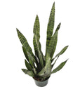 Snake Plant Sansevieria Zeylanica - Green Fresh Florals + Plants