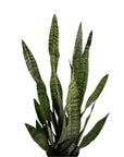 Snake Plant Sansevieria Zeylanica - Green Fresh Florals + Plants