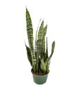 Snake Plant Sansevieria Zeylanica - Green Fresh Florals + Plants