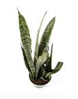 Snake Plant Sansevieria Zeylanica - Green Fresh Florals + Plants