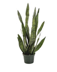 Snake Plant Sansevieria Zeylanica - Green Fresh Florals + Plants