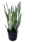 Snake Plant Sansevieria Zeylanica - Green Fresh Florals + Plants