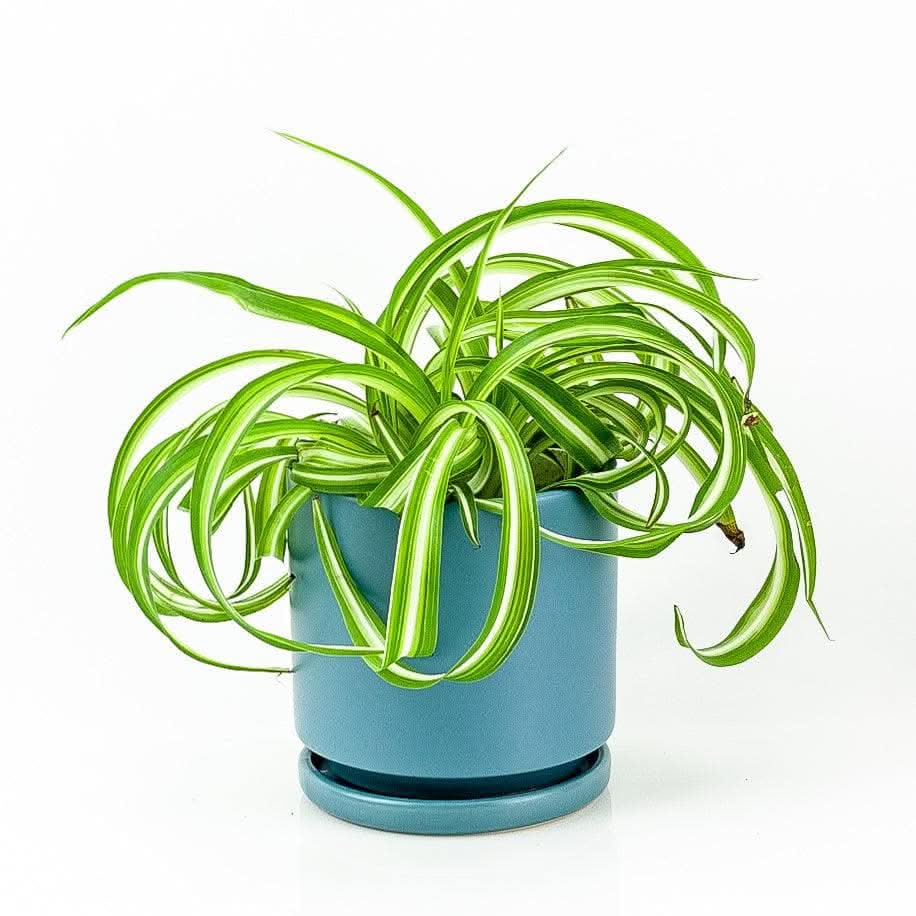 Spider Plant - Green Fresh Florals + Plants