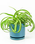 Spider Plant - Green Fresh Florals + Plants