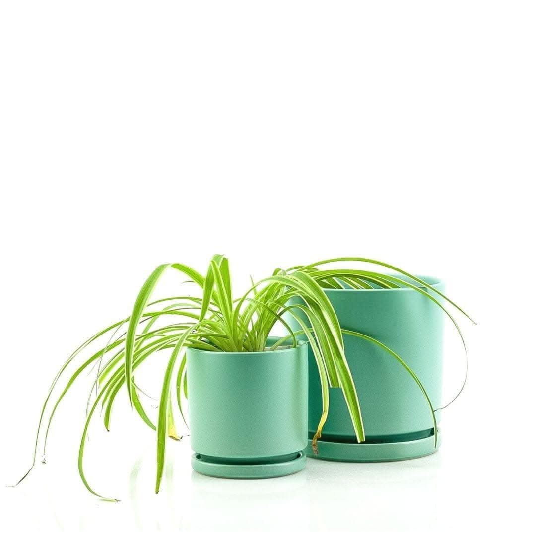 Spider Plant - Green Fresh Florals + Plants