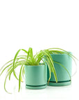 Spider Plant - Green Fresh Florals + Plants