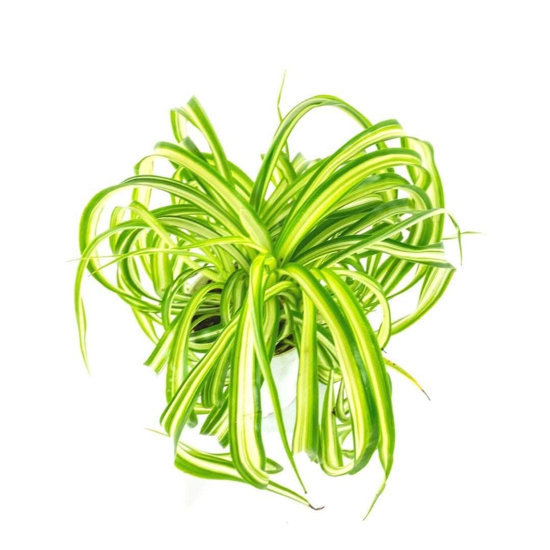 Spider Plant - Green Fresh Florals + Plants