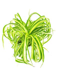 Spider Plant - Green Fresh Florals + Plants
