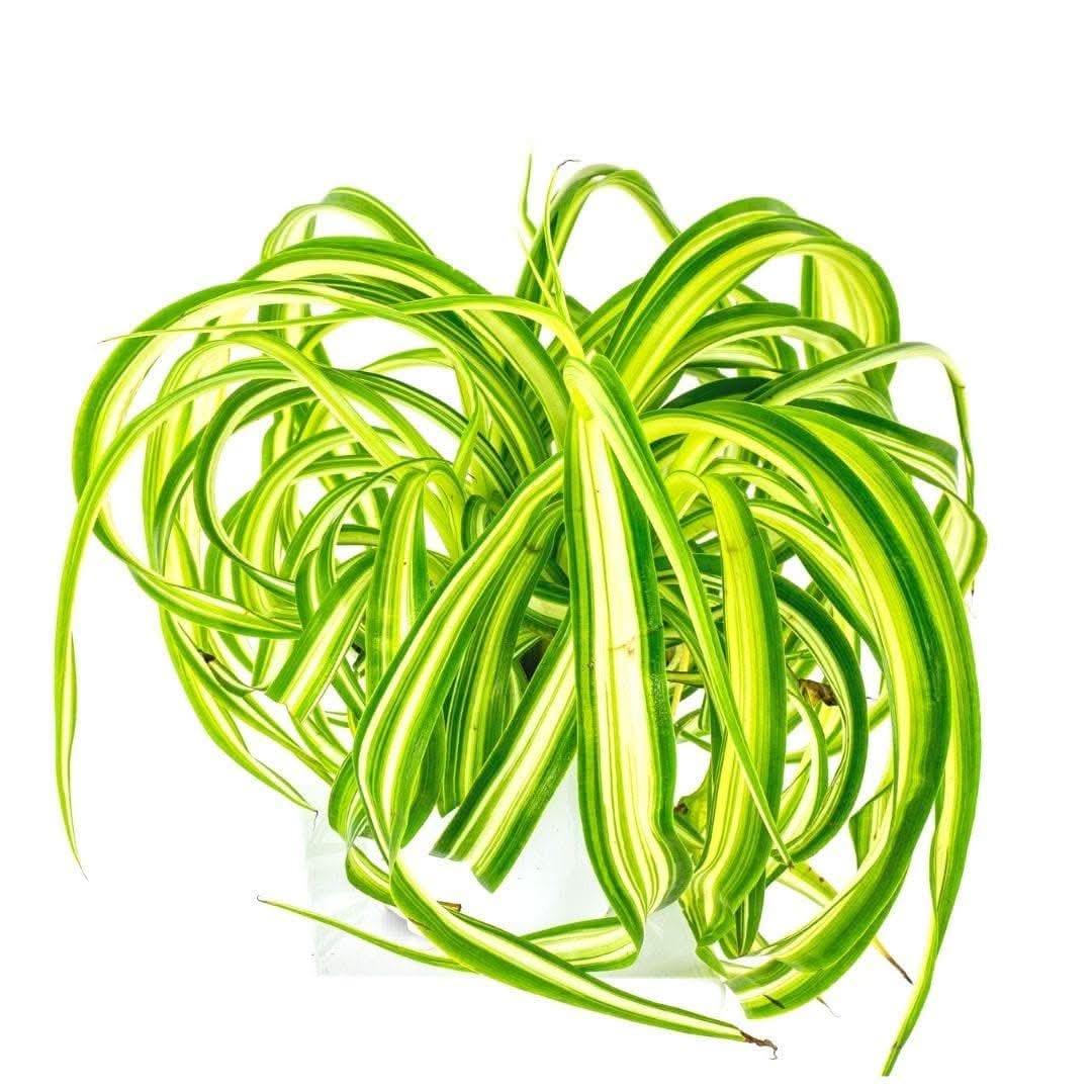 Spider Plant - Green Fresh Florals + Plants