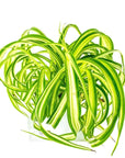 Spider Plant - Green Fresh Florals + Plants