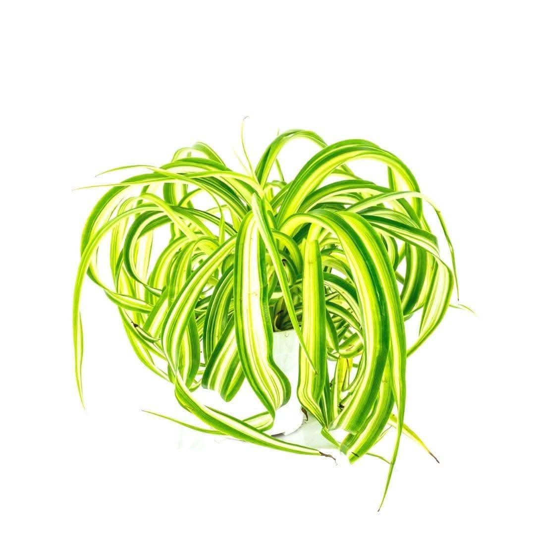 Spider Plant - Green Fresh Florals + Plants
