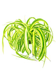 Spider Plant - Green Fresh Florals + Plants