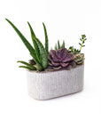 Stable Pot Succulent Planting - Green Fresh Florals + Plants
