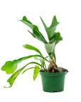 Staghorn Fern - Green Fresh Florals + Plants