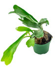 Staghorn Fern - Green Fresh Florals + Plants