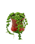 String of Pearls - Green Fresh Florals + Plants